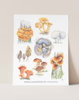 Mushrooms of Appalachia Art Print